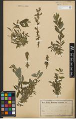 Foto von Salix purpurea L. x Salix repens L.